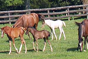  Virginia Horse Farms for Sale